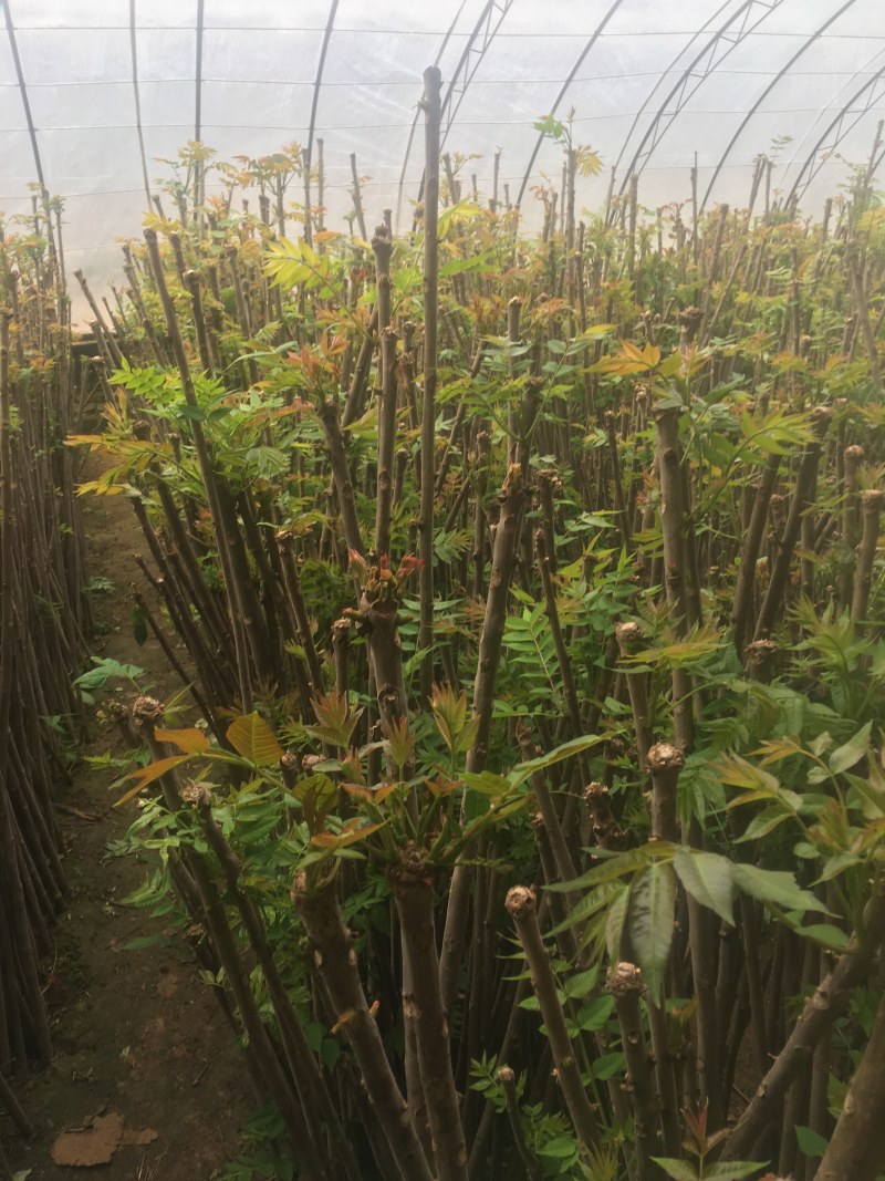 大棚的香椿芽后半年12月上市