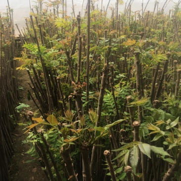 大棚的香椿芽后半年12月上市