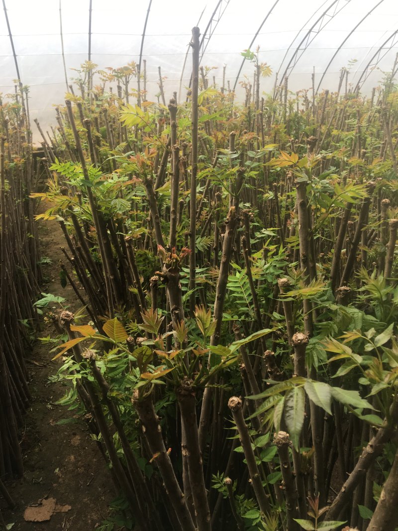 大棚的香椿芽后半年12月上市