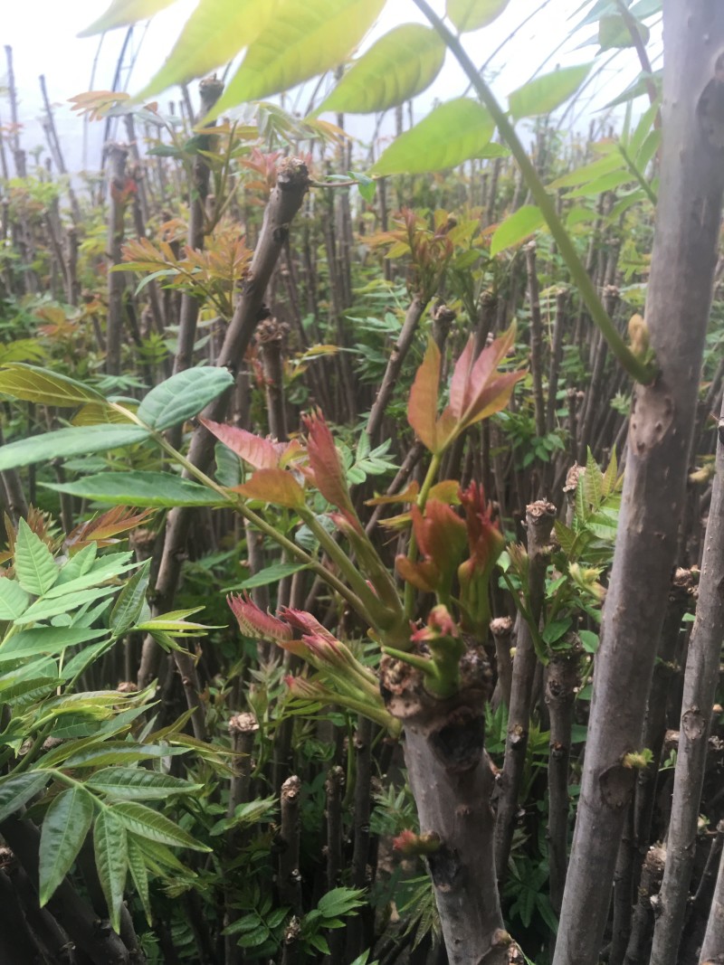 大棚的香椿芽后半年12月上市