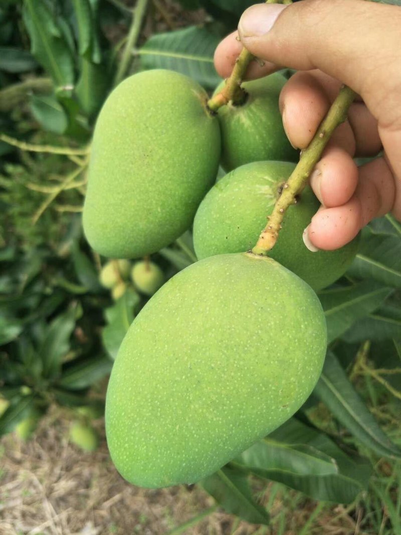 广西芒果产地（贵妃，台农），（电商货大量供应）