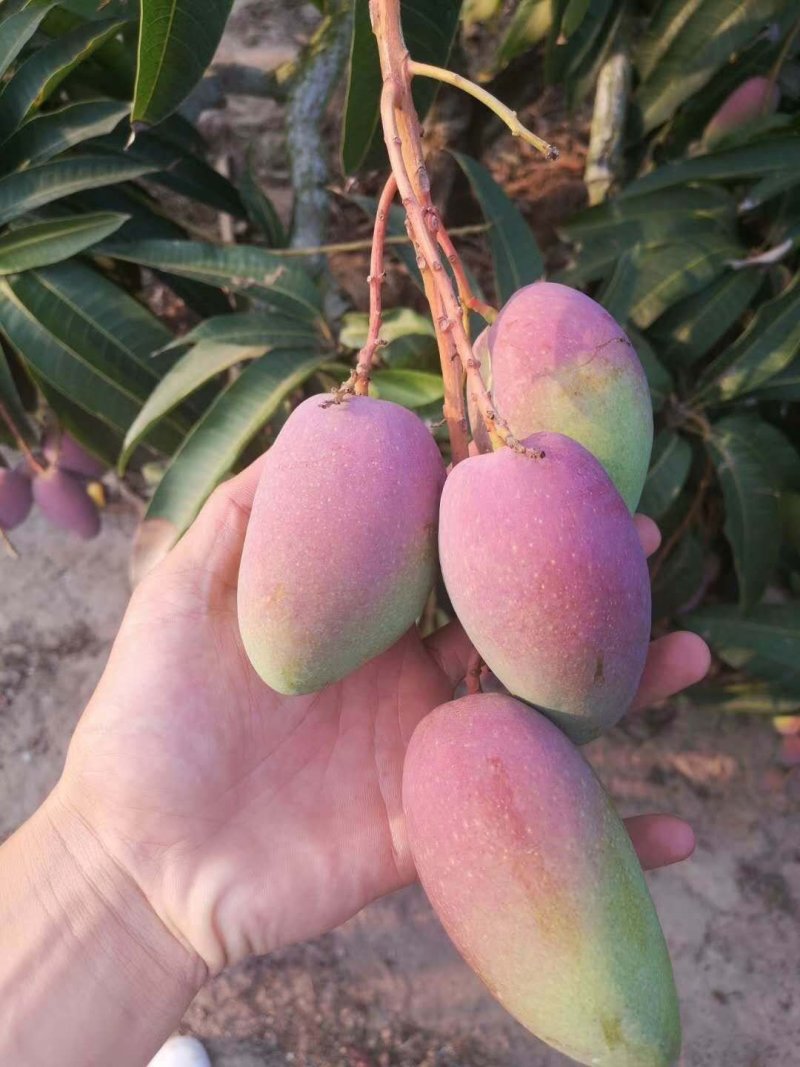 广西芒果产地（贵妃，台农），（电商货大量供应）