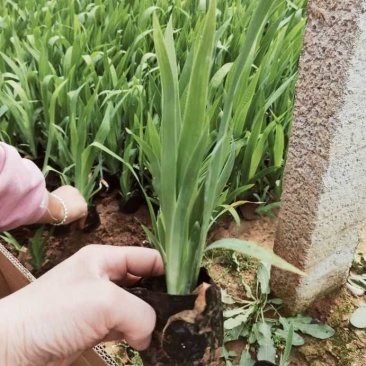 鸢尾生产基地杯苗地栽苗有数量有质量
