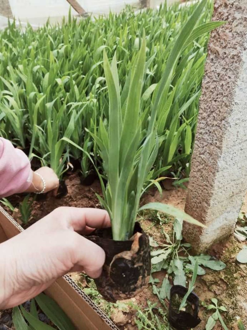鸢尾生产基地杯苗地栽苗有数量有质量