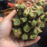 香椿芽【豆皮香椿卷】将香椿洗净，放入水中烫一下；将锅中排