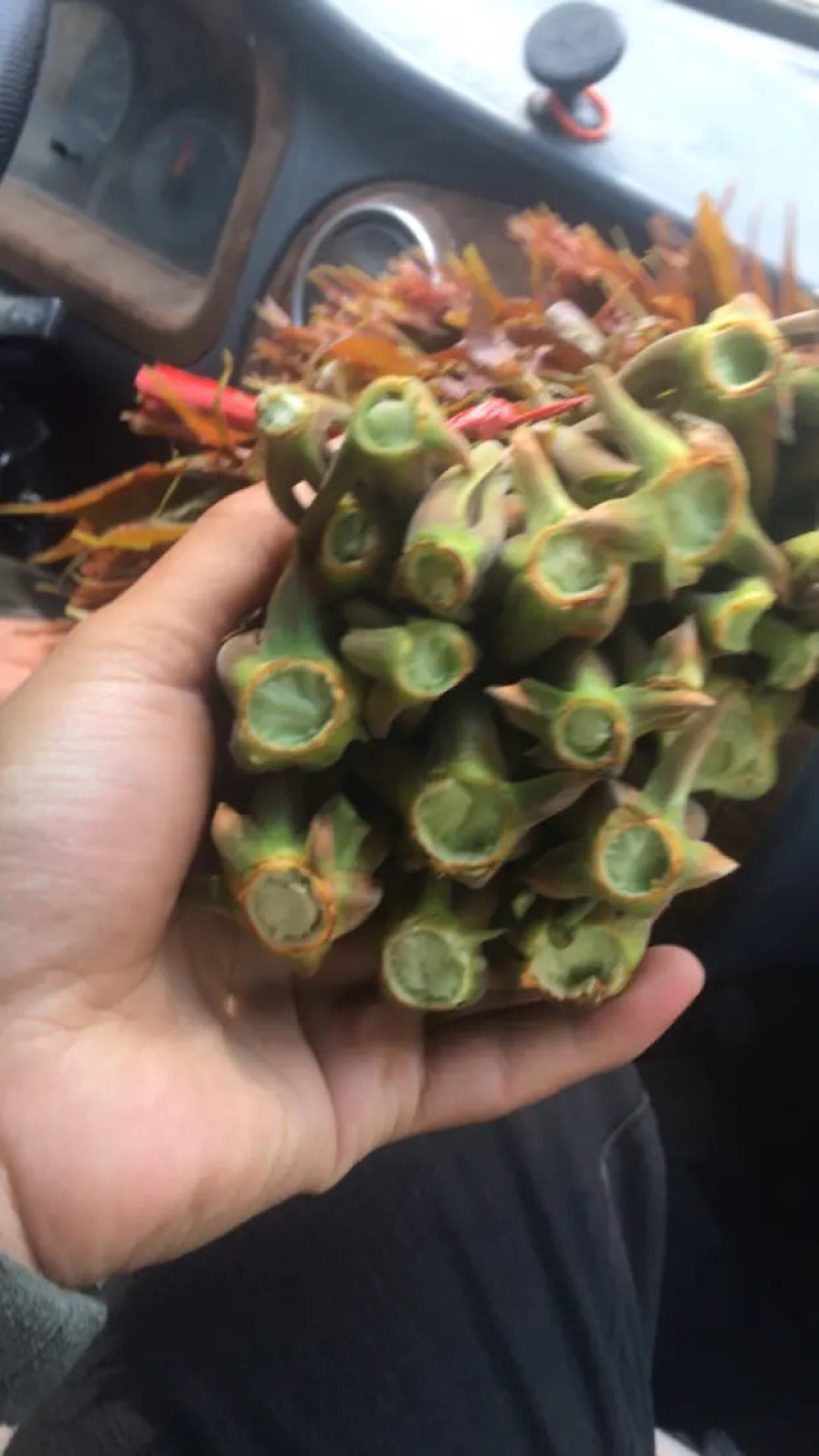 香椿芽【豆皮香椿卷】将香椿洗净，放入水中烫一下；将锅中排