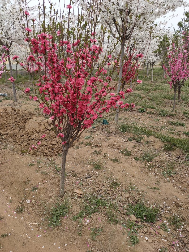 基地出售龙柱碧桃地径4公分5公分6公分招手桃