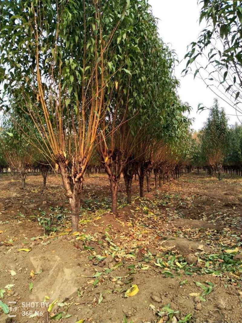 基地出售龙柱碧桃地径4公分5公分6公分招手桃