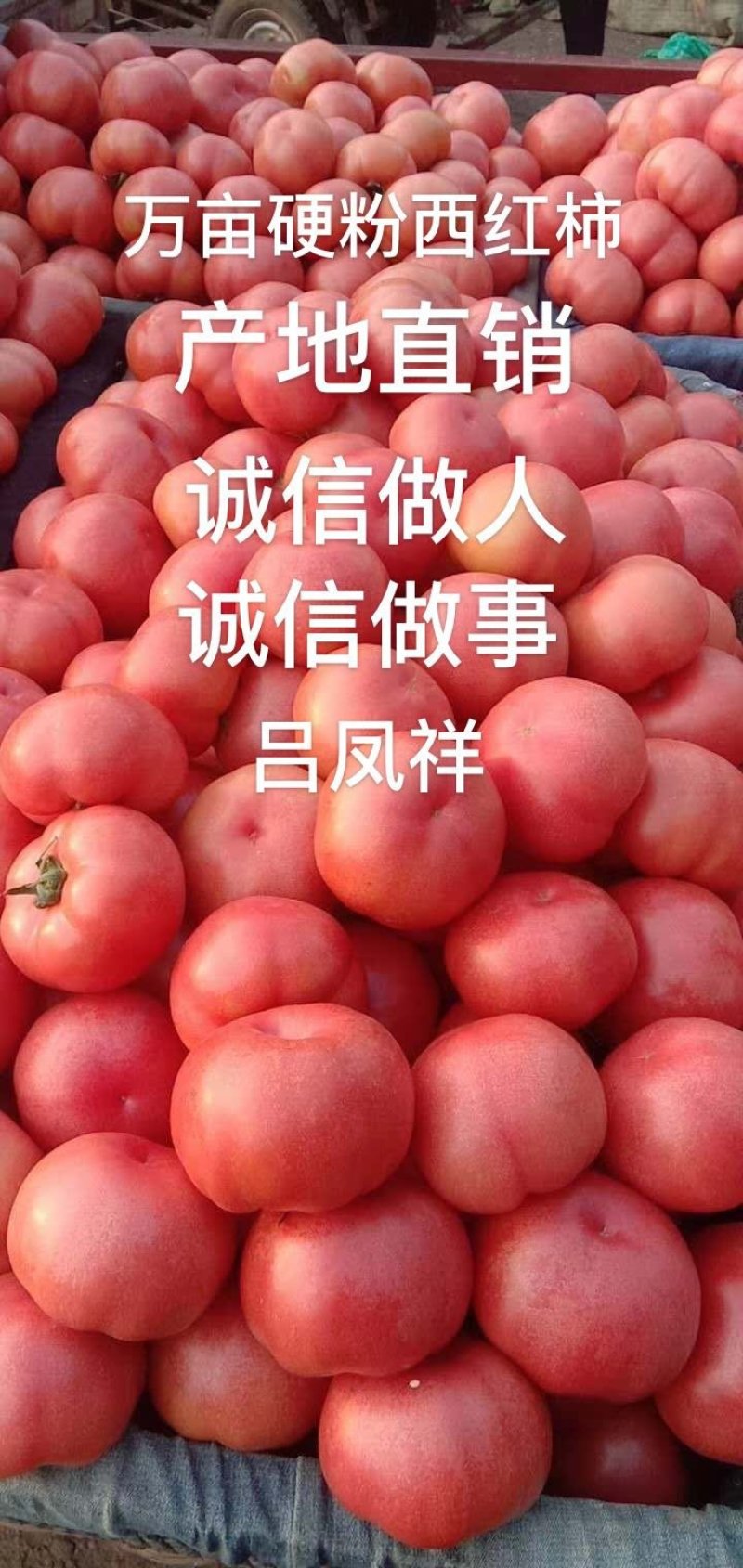【精选】硬粉西红柿，产地直供，大量供应，代发全国。