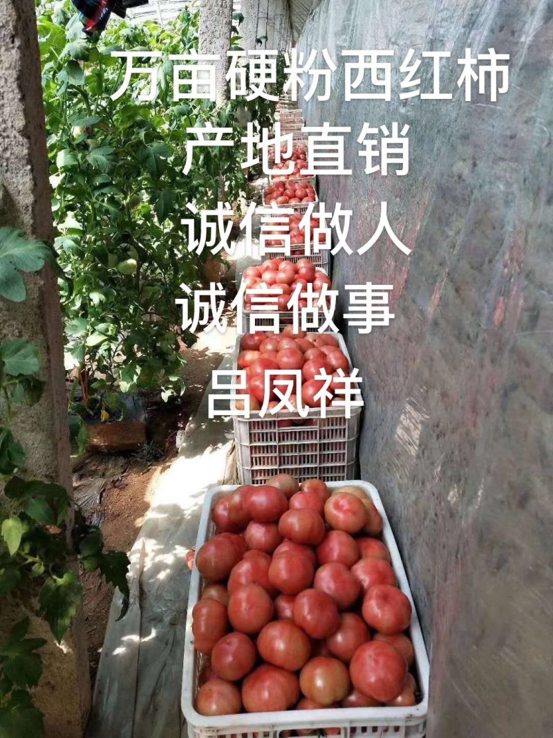【精选】硬粉西红柿，产地直供，大量供应，代发全国。