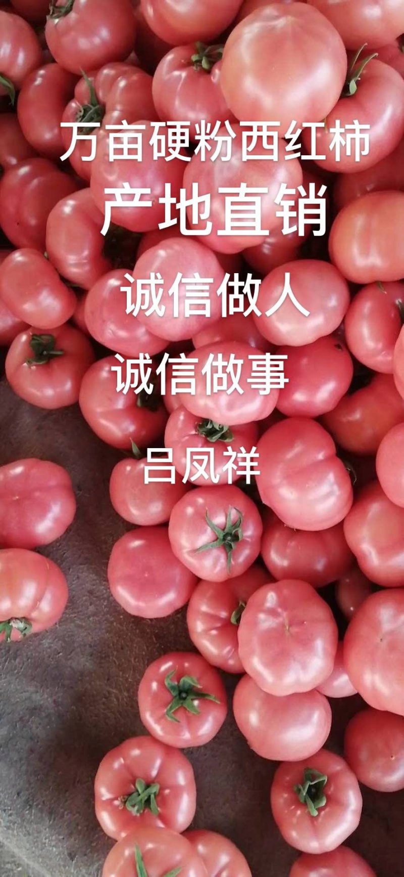 【精选】硬粉西红柿，产地直供，大量供应，代发全国。