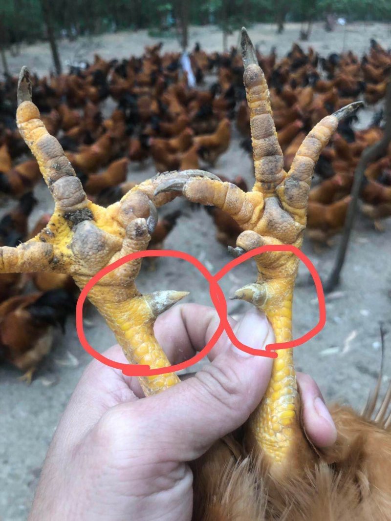 240天玉米料清远嘛老阉鸡，皮黄肉香