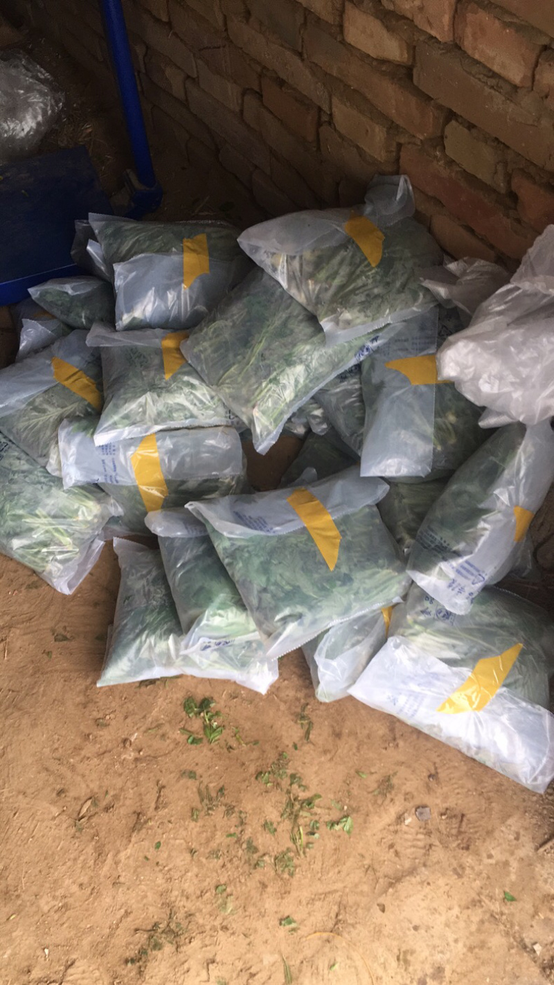 大棚的香椿芽后半年12月上市