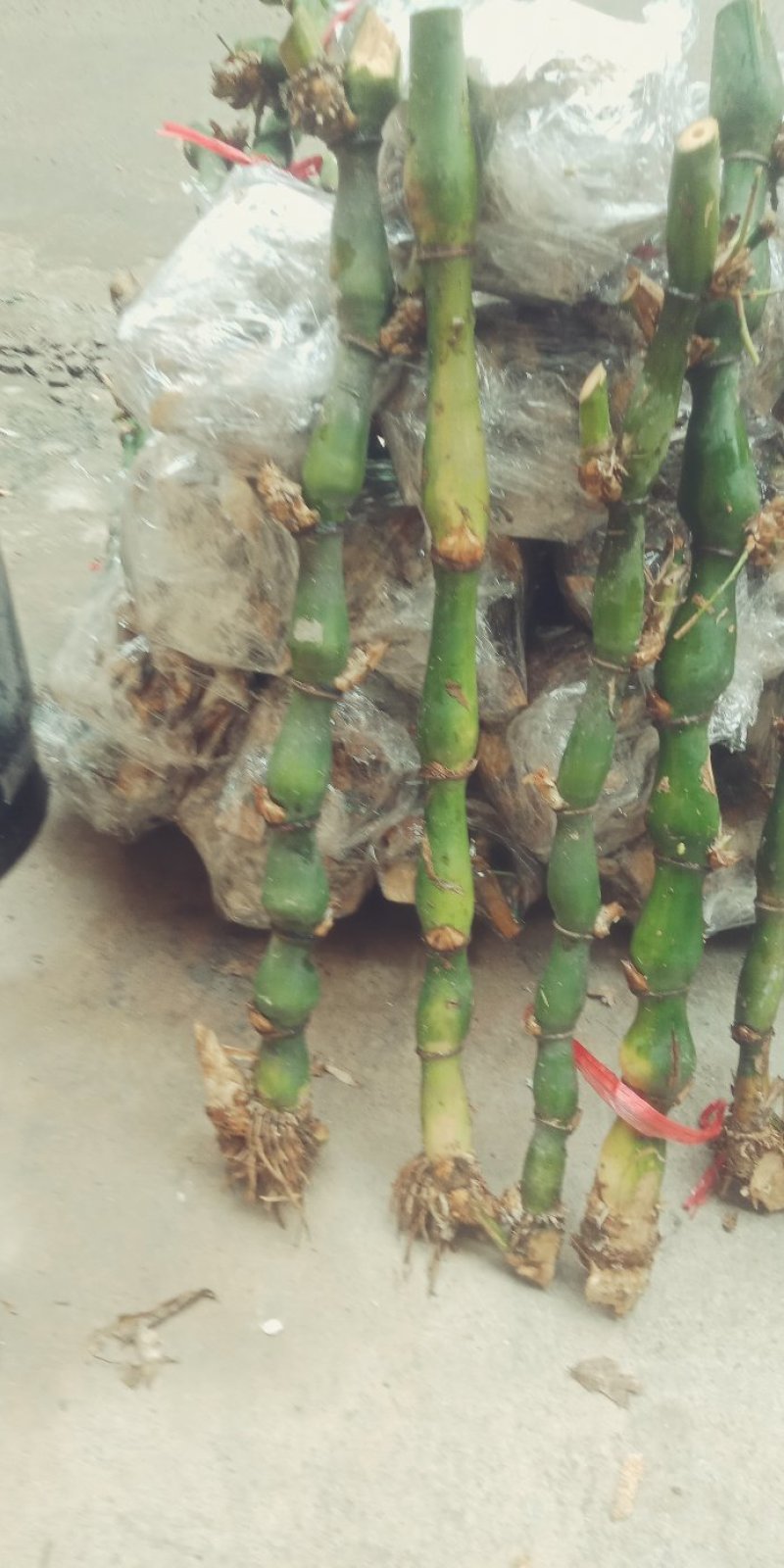 罗汉竹。佛肚竹