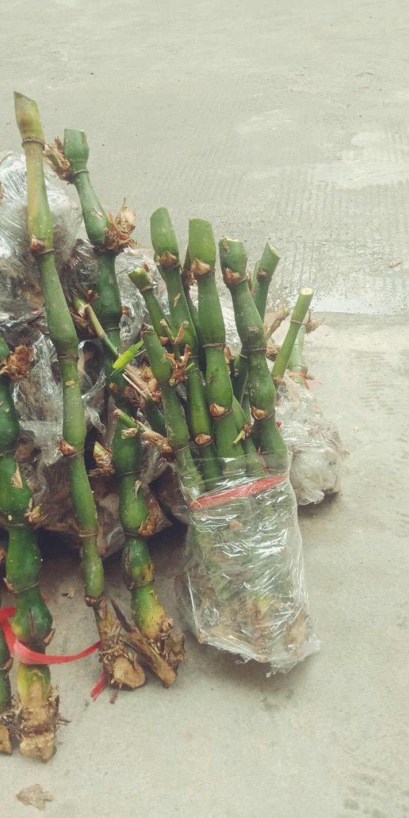 罗汉竹。佛肚竹
