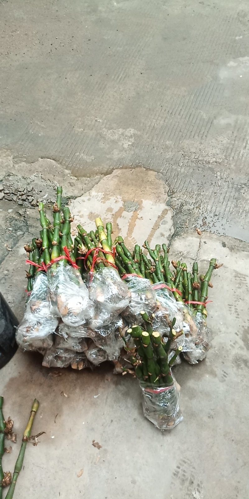 罗汉竹。佛肚竹