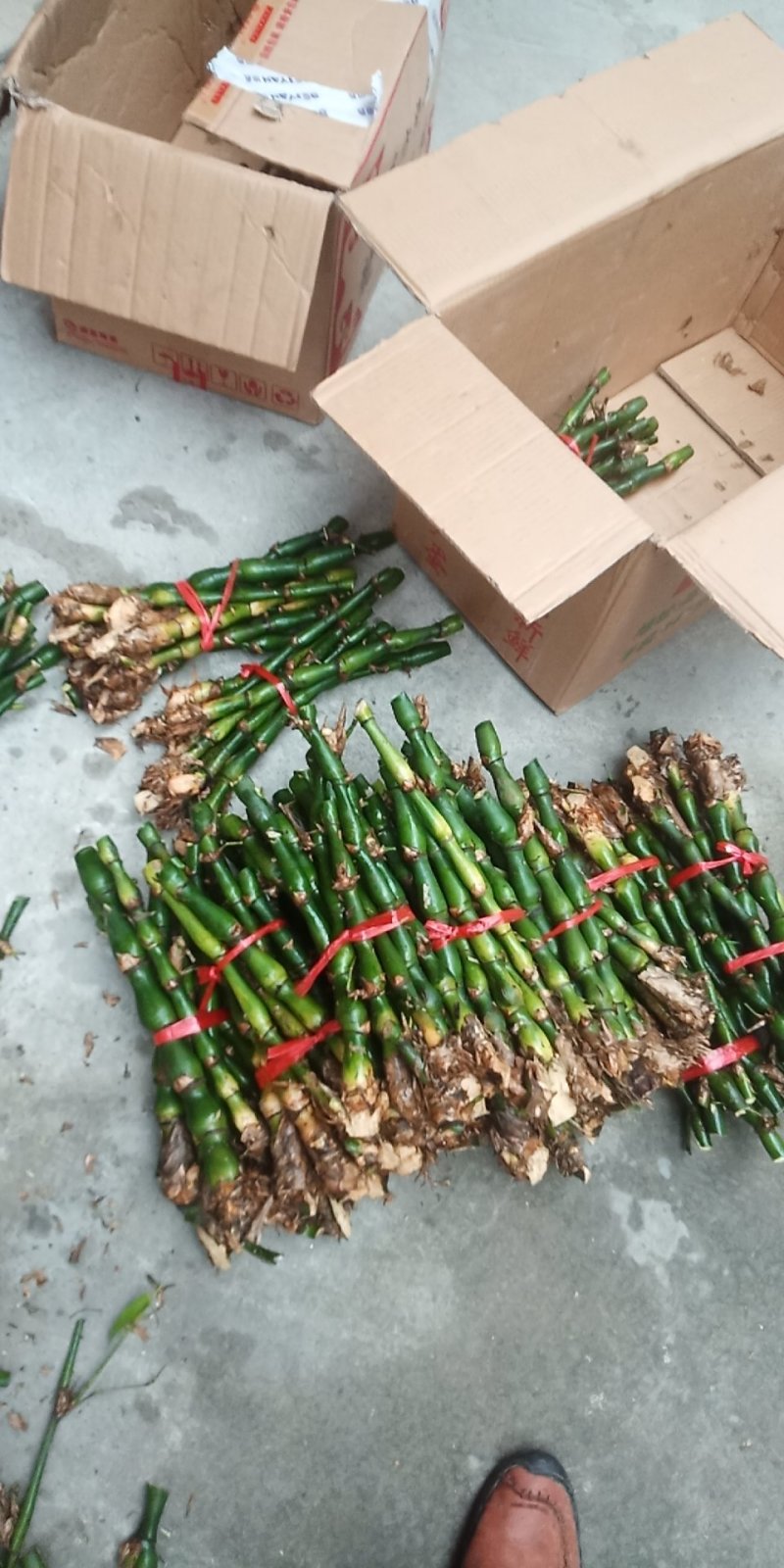 罗汉竹。佛肚竹