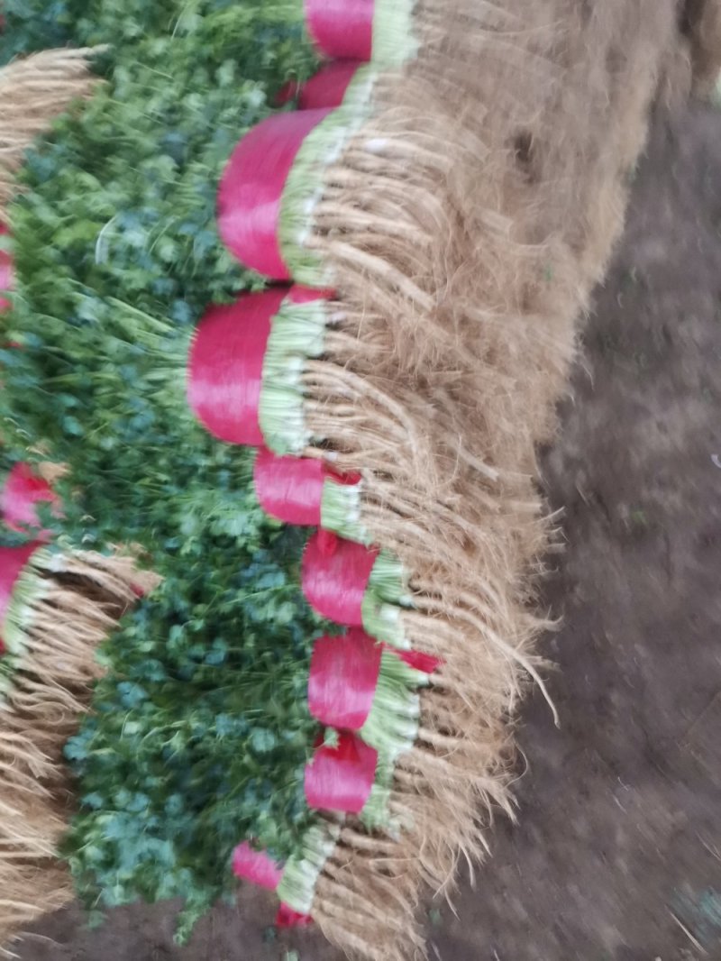 山东香菜精品大叶香菜大量上市，质量好，没烂叶，欢迎选购