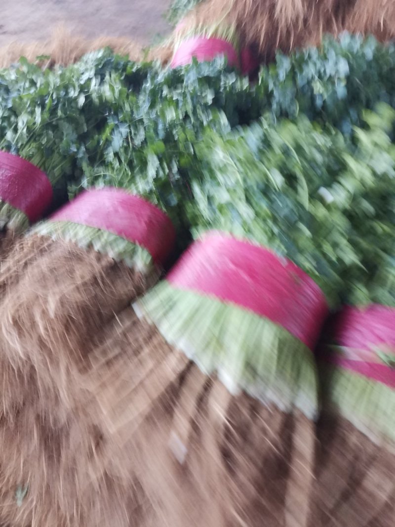 山东香菜精品大叶香菜大量上市，质量好，没烂叶，欢迎选购