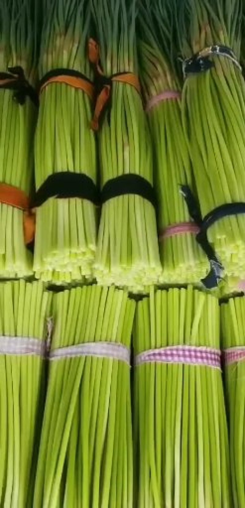 大量供应，红帽蒜薹，走市厂，入冷库欢迎来电咨询