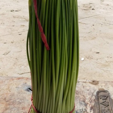 大量供应，红帽蒜薹，走市厂，入冷库欢迎来电咨询