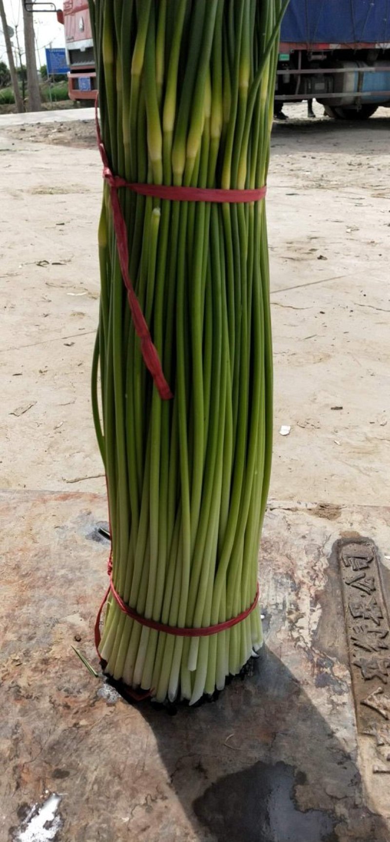 大量供应，红帽蒜薹，走市厂，入冷库欢迎来电咨询