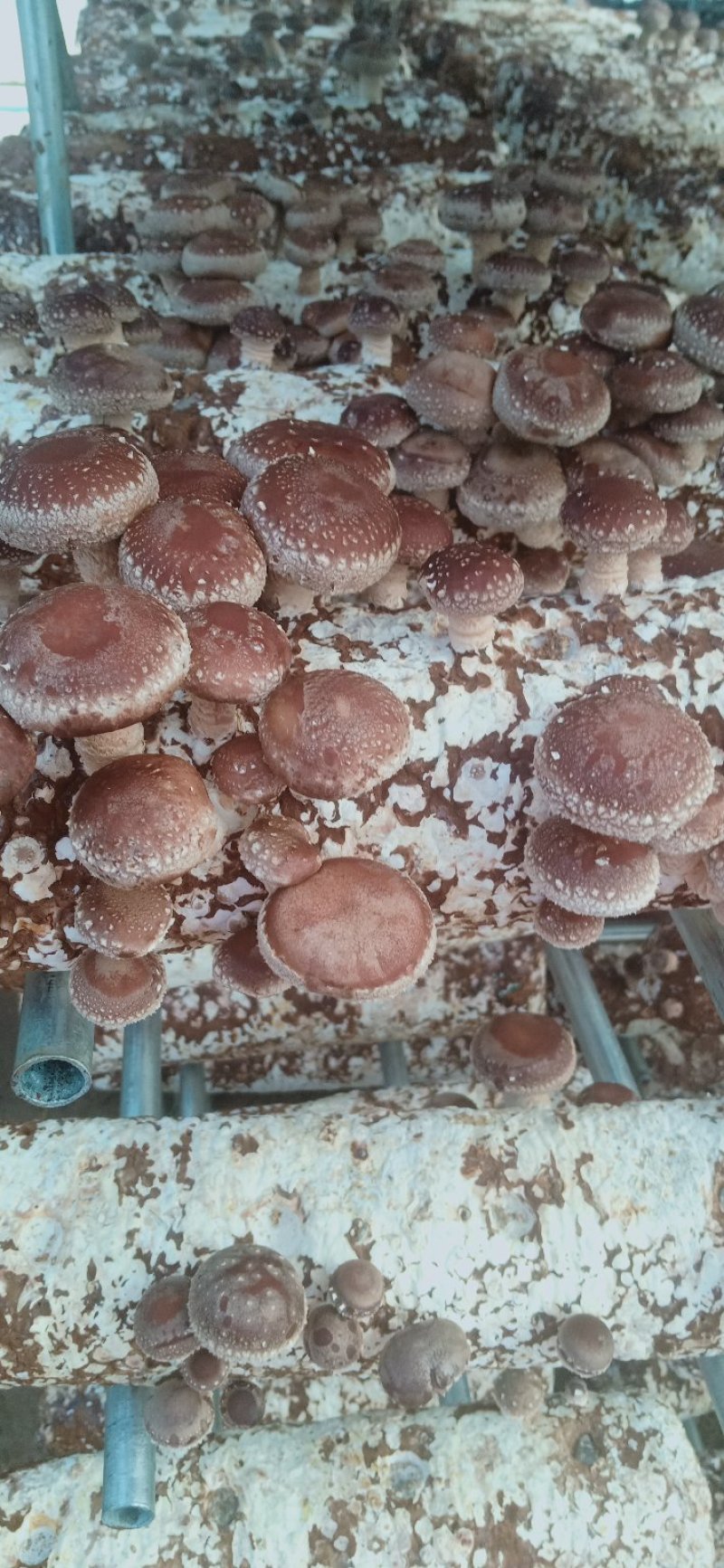 成熟香菇菌棒