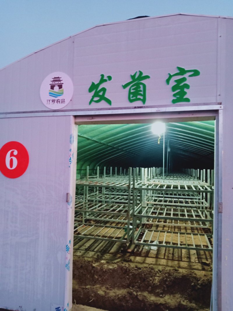 成熟香菇菌棒
