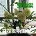银长寿绿宝石海棠花盆栽日本绿海棠树桩耐寒实物可视频选苗