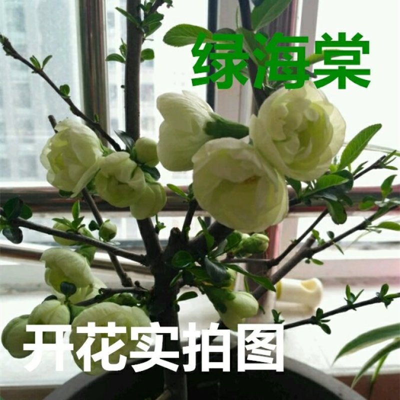 银长寿绿宝石海棠花盆栽日本绿海棠树桩耐寒实物可视频选苗