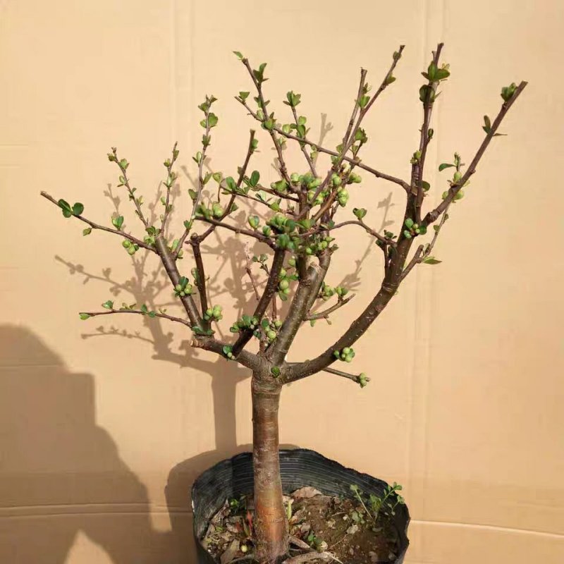银长寿绿宝石海棠花盆栽日本绿海棠树桩耐寒实物可视频选苗
