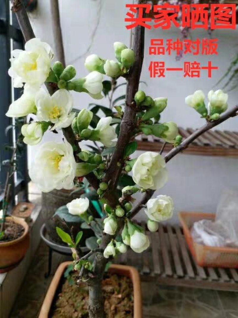 银长寿绿宝石海棠花盆栽日本绿海棠树桩耐寒实物可视频选苗