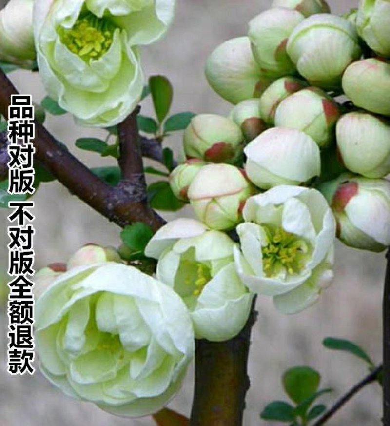 银长寿绿宝石海棠花盆栽日本绿海棠树桩耐寒实物可视频选苗