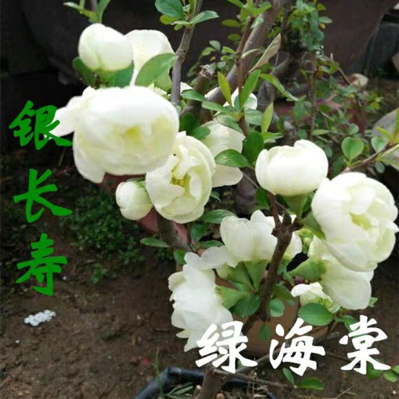 银长寿绿宝石海棠花盆栽日本绿海棠树桩耐寒实物可视频选苗