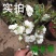 银长寿绿宝石海棠花盆栽日本绿海棠树桩耐寒实物可视频选苗