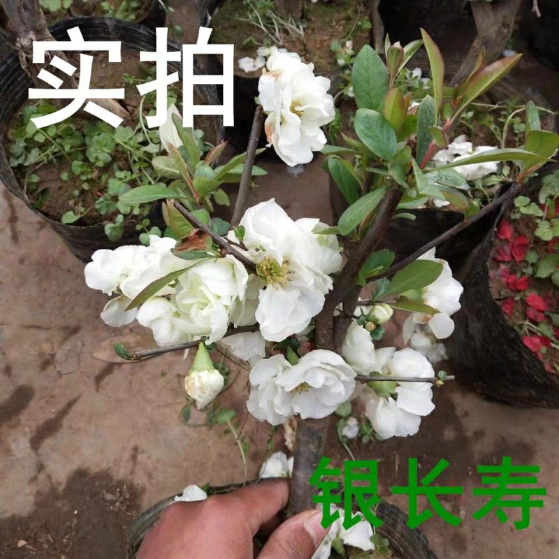 银长寿绿宝石海棠花盆栽日本绿海棠树桩耐寒实物可视频选苗