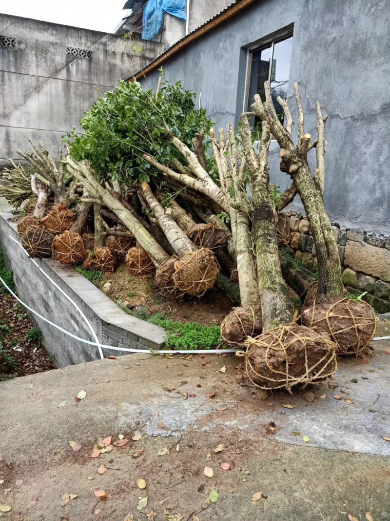 桂花征用苗15-18公分