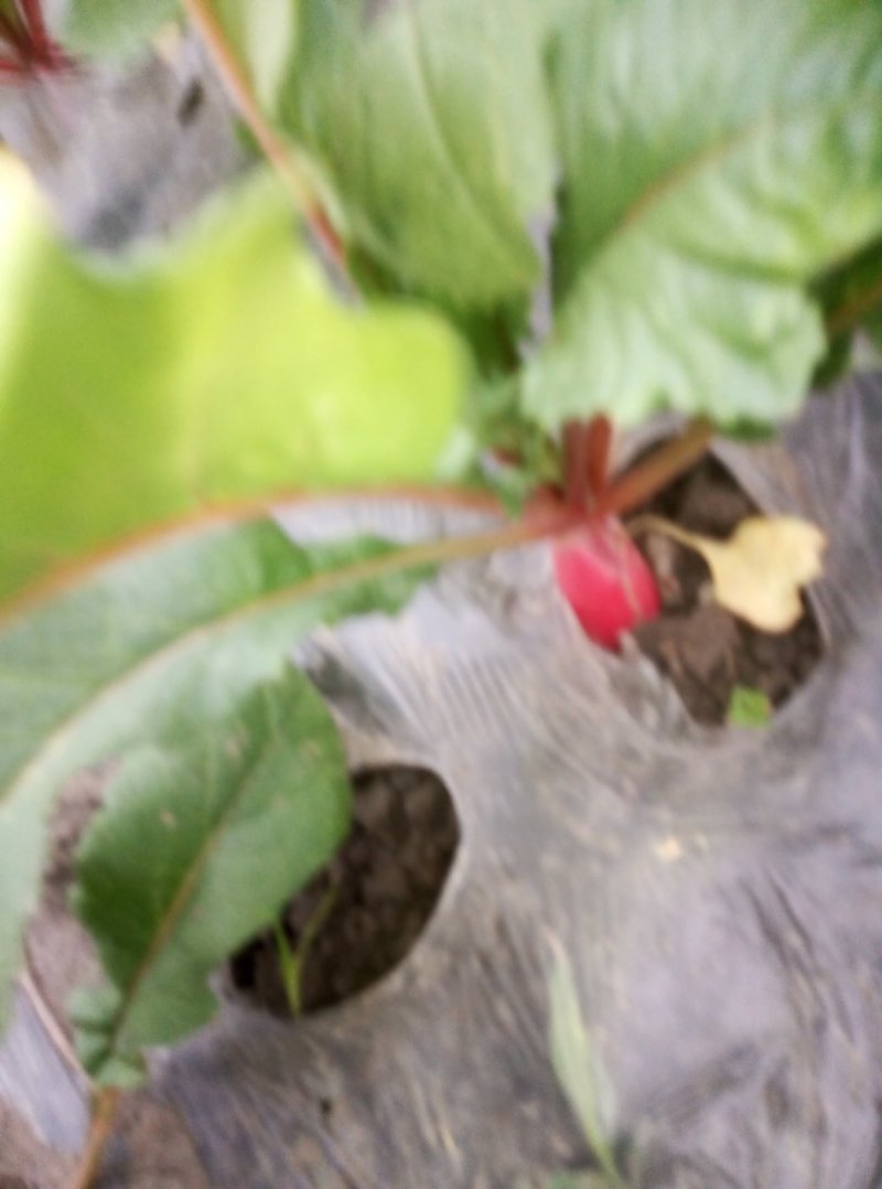 红皮子萝卜