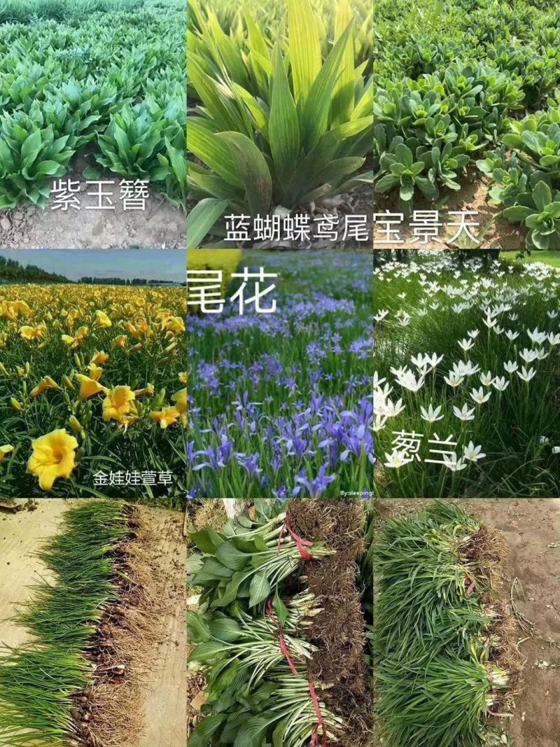 吉祥草深山吉祥草园林绿化工程用苗耐寒耐冻量大从优