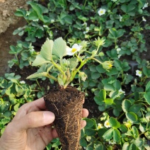【推荐】草莓基质苗穴盘苗繁育脱毒苗品种纯正存活率高