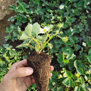 【推荐】草莓基质苗穴盘苗繁育脱毒苗品种纯正存活率高
