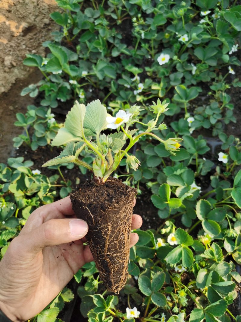 【推荐】草莓基质苗穴盘苗繁育脱毒苗品种纯正存活率高