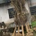 樱花晚樱6-8公分低价供应