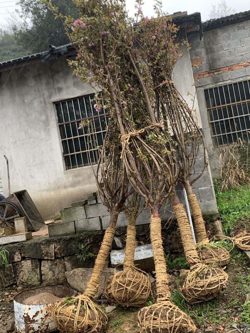 樱花晚樱6-8公分低价供应