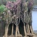 樱花晚樱6-8公分低价供应