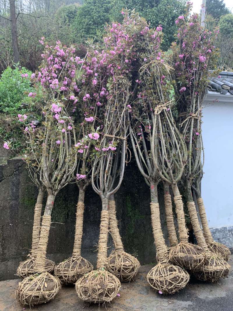 樱花晚樱6-8公分低价供应