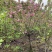 樱花晚樱6-8公分低价供应