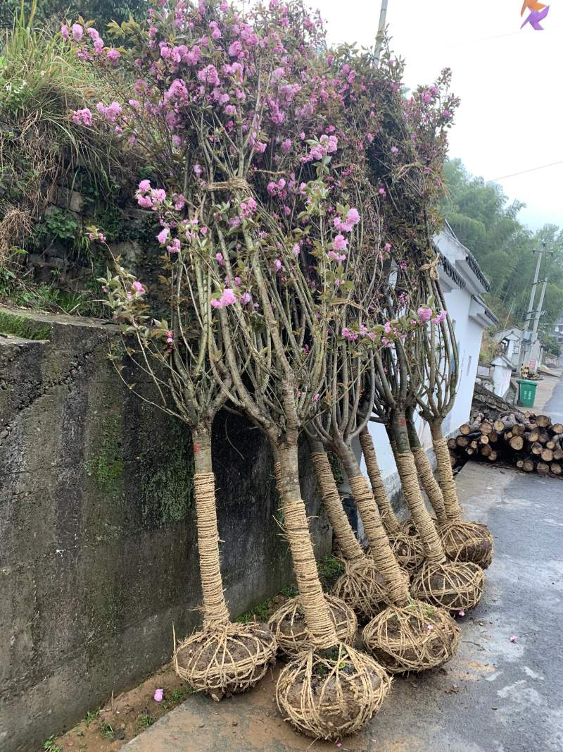 樱花晚樱6-8公分低价供应