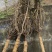 樱花晚樱6-8公分低价供应