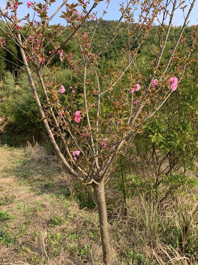 樱花晚樱6-8公分低价供应